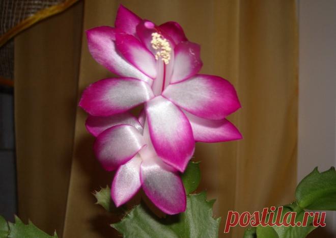 Чтобы декабрист цвел пышно и долго: правильный уход | Антонов сад - дача и огород | Яндекс Дзен