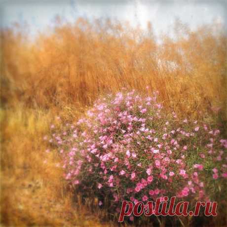 Колоритные фото из Израиля. Фотограф Макс Шамота