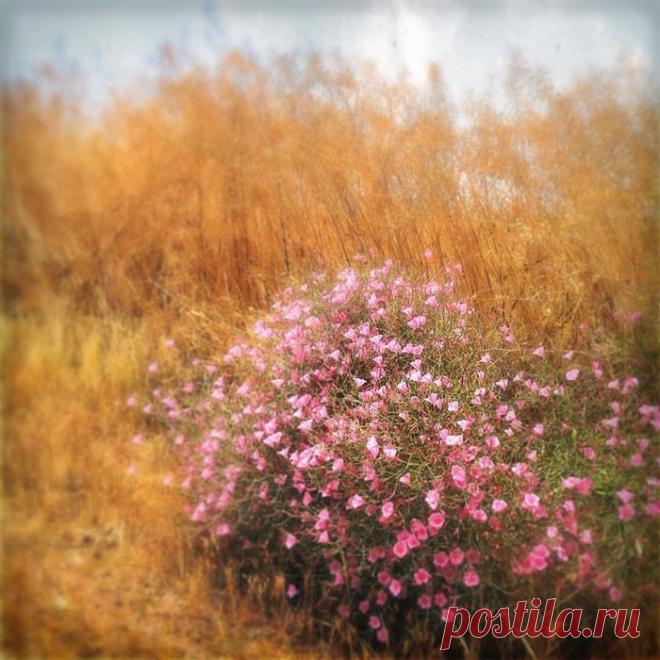 Колоритные фото из Израиля. Фотограф Макс Шамота