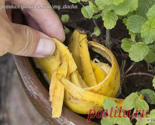Кормите цветы ...бананами