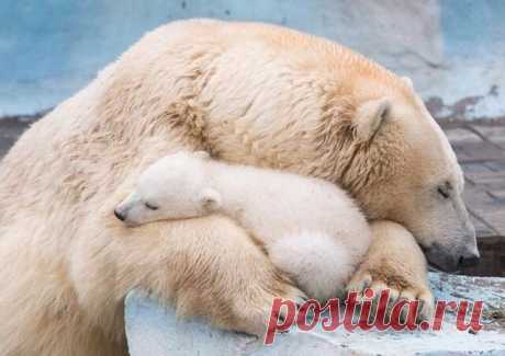 Никаких объяснений. Они слишком отдают пошлостью. Любовь не терпит объяснений. Ей нужны поступки.
Эрих Мария Ремарк