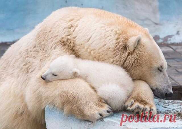 Никаких объяснений. Они слишком отдают пошлостью. Любовь не терпит объяснений. Ей нужны поступки.

 Эрих Мария Ремарк