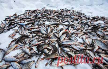 Неужели рыбнадзор в России почти не функционирует? Расскажу правду!