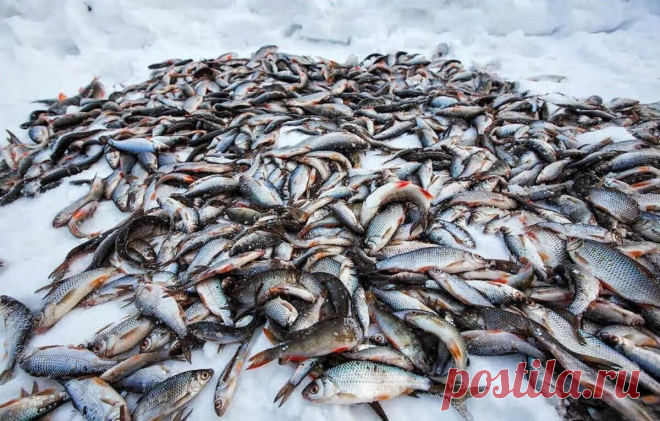 Неужели рыбнадзор в России почти не функционирует? Расскажу правду!