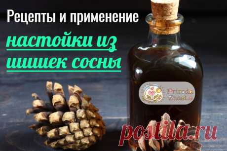 Настойка из сосновых шишек – отличное проверенное средство для здоровья для сердца и сосудов
