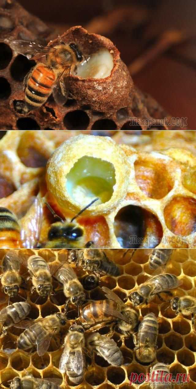 Пчелиное маточное молочко, его свойства и применение