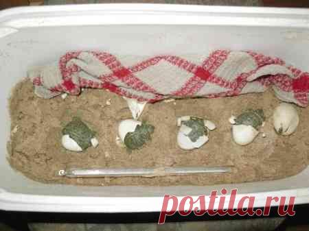 Размножение красноухих черепах в домашних условиях