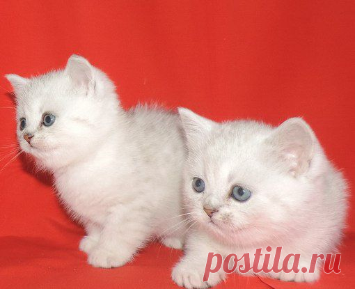 Продажа шотландских котят; Луганск.