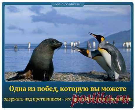 Позитивные картинки с надписями. Выпуск 13 » Позитив. Сайт хорошего настроения - Все о Позитиве