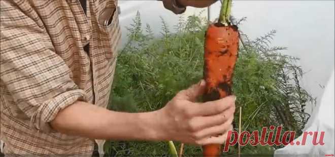 Уникальный способ вырастить длинную и сочную морковь