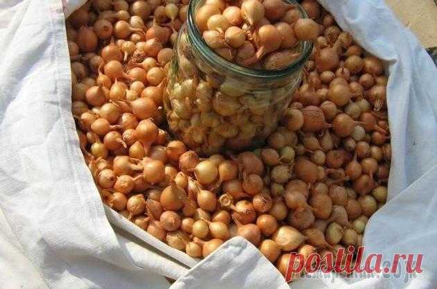 Лук чернушка: выращивание и уход