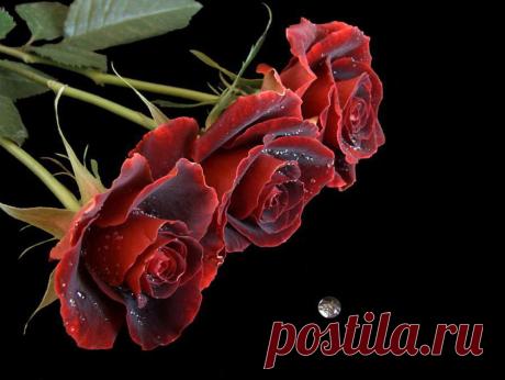 розы