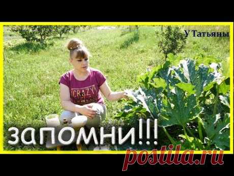 ЗАПОМНИ!!! 5 ПРИЧИН почему ЗАГНИВАЮТ ЗАВЯЗИ У КАБАЧКОВ, и что делать?