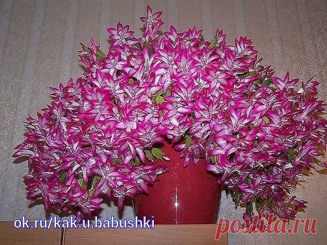 (82) Одноклассники