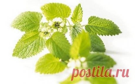 Мелисса успокоит нервы и сон вернет вам крепкий!