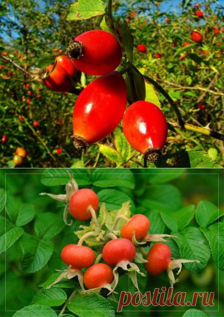 Все о пользе шиповника / Будьте здоровы