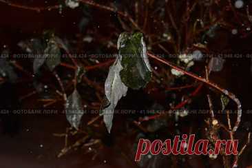 Close-up of frozen plant during winter Стоковое фото, фотограф Ilaronsia / Фотобанк Лори