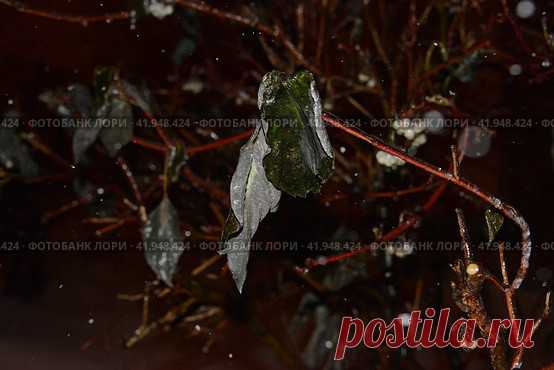 Close-up of frozen plant during winter Стоковое фото, фотограф Ilaronsia / Фотобанк Лори