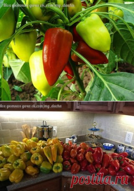 СОВЕТЫ БЫВАЛЫХ ОГОРОДНИКОВ ПО ВЫРАЩИВАНИЮ ПЕРЦА