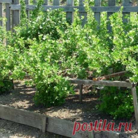 Сажаем крыжовник правильно – памятка садоводу