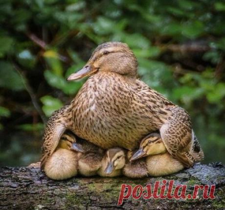 Фотографии Животные рядом - Мой Мир@Mail.ru