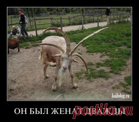 Буду гулять | Обхохочешься