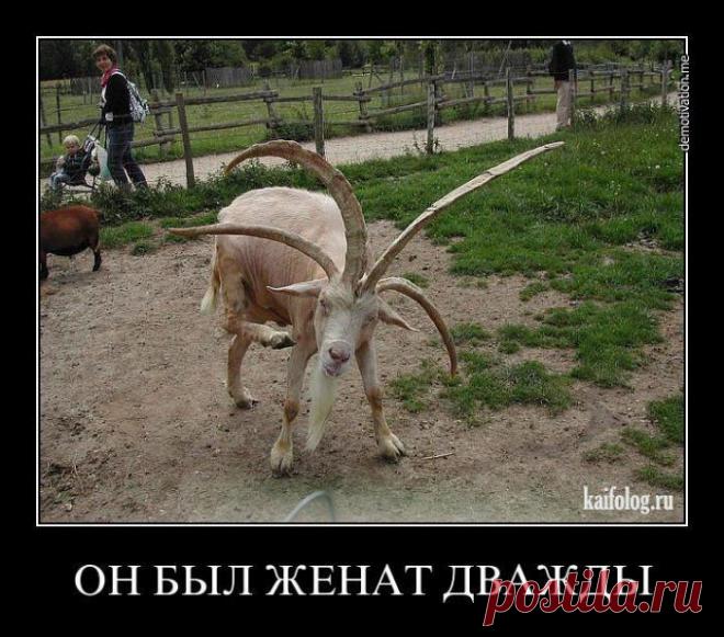 Буду гулять | Обхохочешься