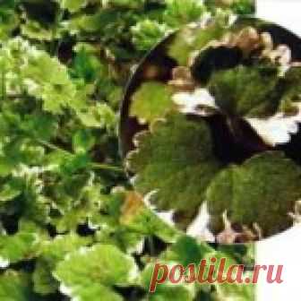 Будра очень неприхотлива и может расти на разных по плодородию почвах, хорошо удерживающих влагу. При этом оптимальными являются влагоемкие гумусные суглинки и открытое местоположение. Растение весьма агрессивно, поэтому лучше применять его отдельно от других, например, для задернения окон в мощении. Будра плющевидная (Glechoma hederacea) — травянистый многолетник семейства яснотковых (губоцветных). Длинные, тонкие, облиственные побеги растения […]