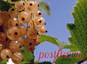 Белая смородина – посадка и уход, фото белой смородины,обрезка и размножение белой смородины; описание сортов белой смородины