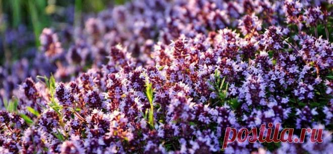 Напиток здоровья древних греков: незабываемый вкус, волшебный аромат и колоссальная польза!