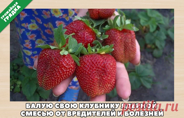 БАЛУЮ СВОЮ КЛУБНИКУ ЯДЕРНОЙ СМЕСЬЮ ОТ ВРЕДИТЕЛЕЙ И БОЛЕЗНЕЙ