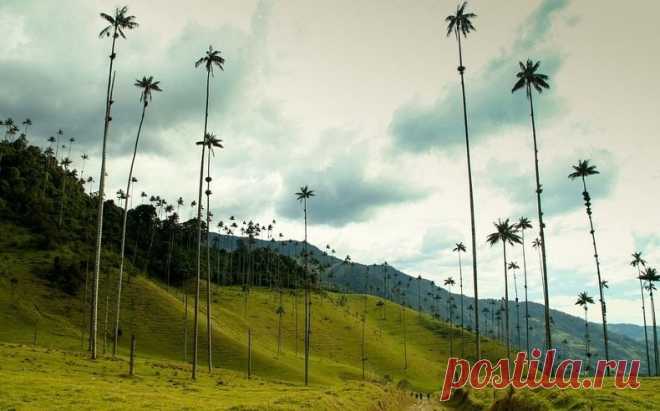 Долина самых высоких пальм - «Долина Кокора» (Valle de Cocora), Колумбия - Путешествуем вместе