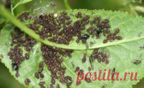 25 способов извести тлю
1. Водкой. Для обработки пойдет самая дешевая. Все, что нужно, так это налить ее в пульверизатор и опрыснуть растения. 
2. Кока-колой. Использовать так же, как и водку. 
3. Хозяйственным мылом: 200 г растворить в 10 л воды. 
4. Нашатырем: 1 ст. ложку развести в 10 л воды. 
5. Кальцинированной содой: 1 ст. ложку растворить в 1 л воды. Добавить 40 г хозяйственного мыла. 
6. Золой: 200–300 г залить 5 л крутого кипятка, остудить, процедить, добавить 20 ...