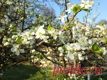 Лучшие фото – Пейзажи/Флора – Сообщество – Google+