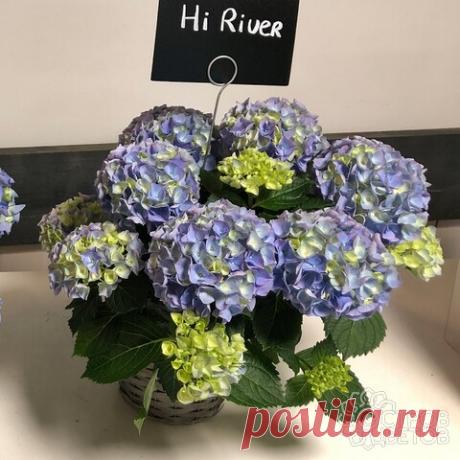 Гортензия крупнолистовая Хай Ривэ | Купить саженцы Hydrangea macrophylla Hi River почтой, недорого