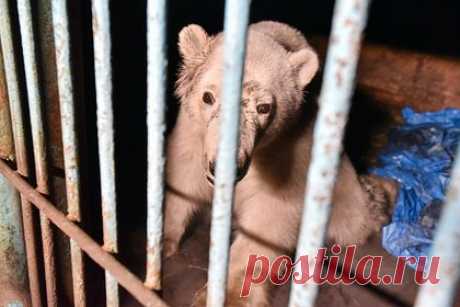 Парализованный после ранения из ружья медведь с Диксона начал поджимать пальцы. Генеральный директор Московского зоопарка Светлана Акулова сообщила, что краснокнижный медведь, найденный на острове Диксон в сентябре, начал поджимать пальцы. Это стало происходить после того, как зоологи простимулировали ему лапы. Такое случалось и раньше, когда медведя угощали чем-то вкусным.