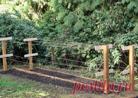 Как правильно посадить малину осенью? | Малина, ежевика (Огород.ru)