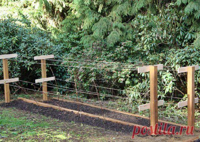 Как правильно посадить малину осенью? | Малина, ежевика (Огород.ru)