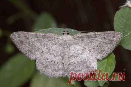 _Z2A1185 Luxiaria submonstrata Geometridae, Ennominae