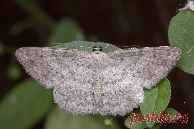 _Z2A1185 Luxiaria submonstrata Geometridae, Ennominae