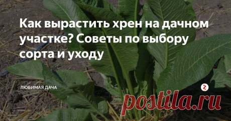 Как вырастить хрен на дачном участке? Советы по выбору сорта и уходу Русские огородники традиционно высаживают хрен у себя на участке, зная о том, какую пользу он приносит: во-первых, растение помогает другим продуктам дольше храниться, во-вторых, он устойчив к холодам и неприхотлив в уходе. Также хрен очень полезен для человека, он содержит в себе витамины: С, A, железо, магний, калий, лизоцим, эфирное масло. Достаточно всего трех кустиков на участке. Как выбрать