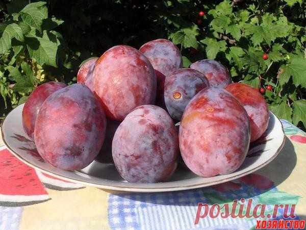 Вкуснейшие сорта сливы для вашего сада