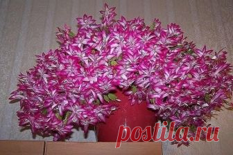 КАСТОРОВОЕ МАСЛО ДЛЯ ПЫШНОГО И ЯРКОГО ЦВЕТЕНИЯ