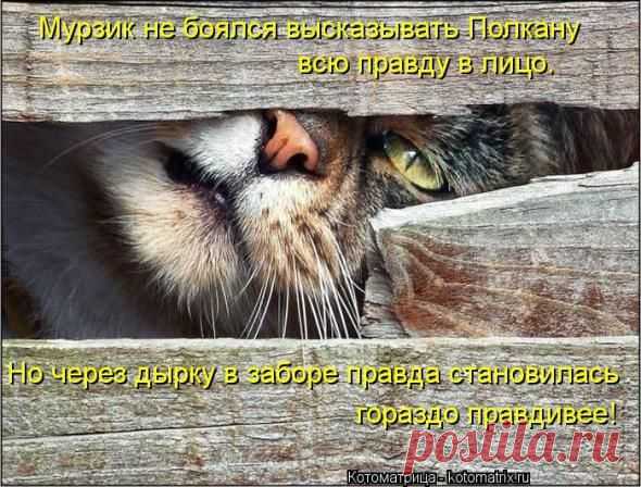 Юмор+котоматрица / Болталка / Юмор