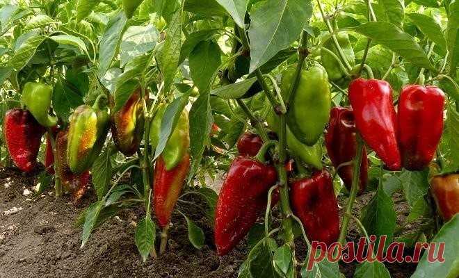 Простые секреты выращивания перца