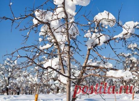 Предзимье: деревьям требуется помощь 
Небо уже давно заволокло тучами, дождь без перерыва монотонно стучит по крышам, заморозки – тоже не редкость в ноябре, впереди зима. Тяжелый липкий снег и ледяной дождь могут стать причиной больших р…