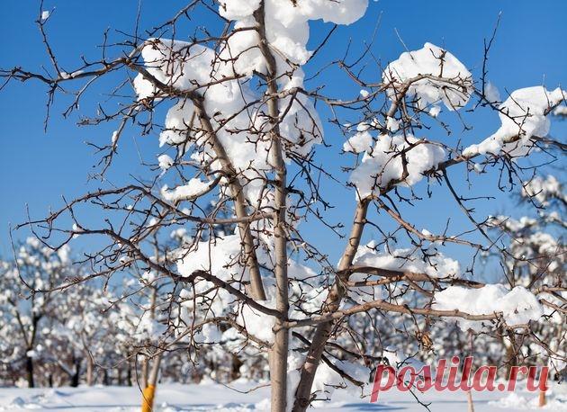 Предзимье: деревьям требуется помощь 
Небо уже давно заволокло тучами, дождь без перерыва монотонно стучит по крышам, заморозки – тоже не редкость в ноябре, впереди зима. Тяжелый липкий снег и ледяной дождь могут стать причиной больших р…