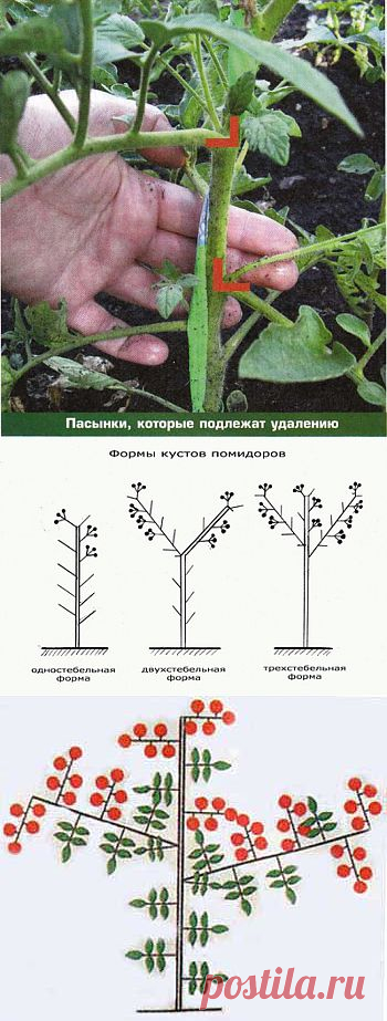 Без заголовка.