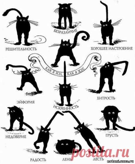 Язык жестов кошек