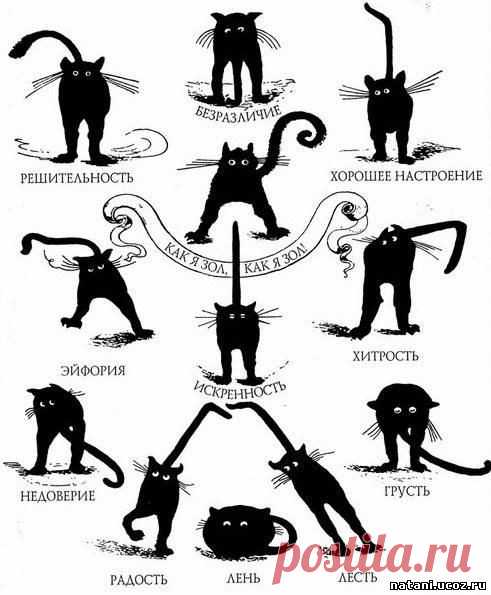 Язык жестов кошек